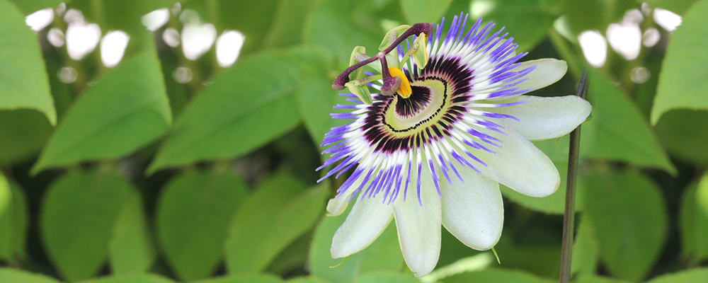 Passionflower